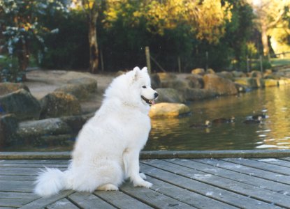 miniature samoyed size